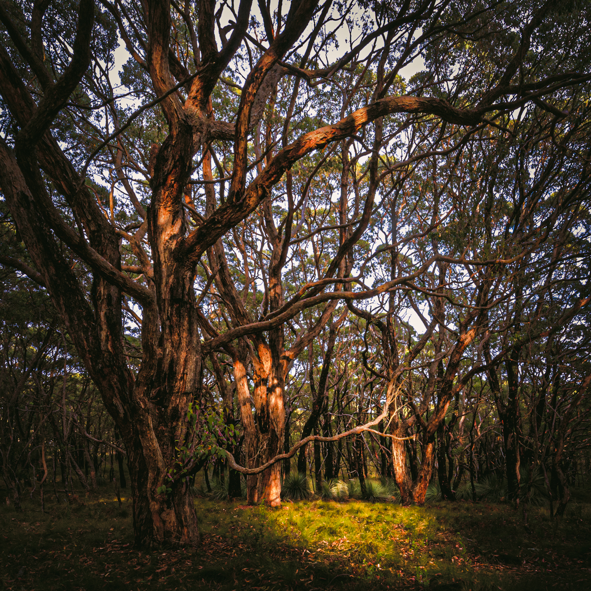 Sunlit Grove